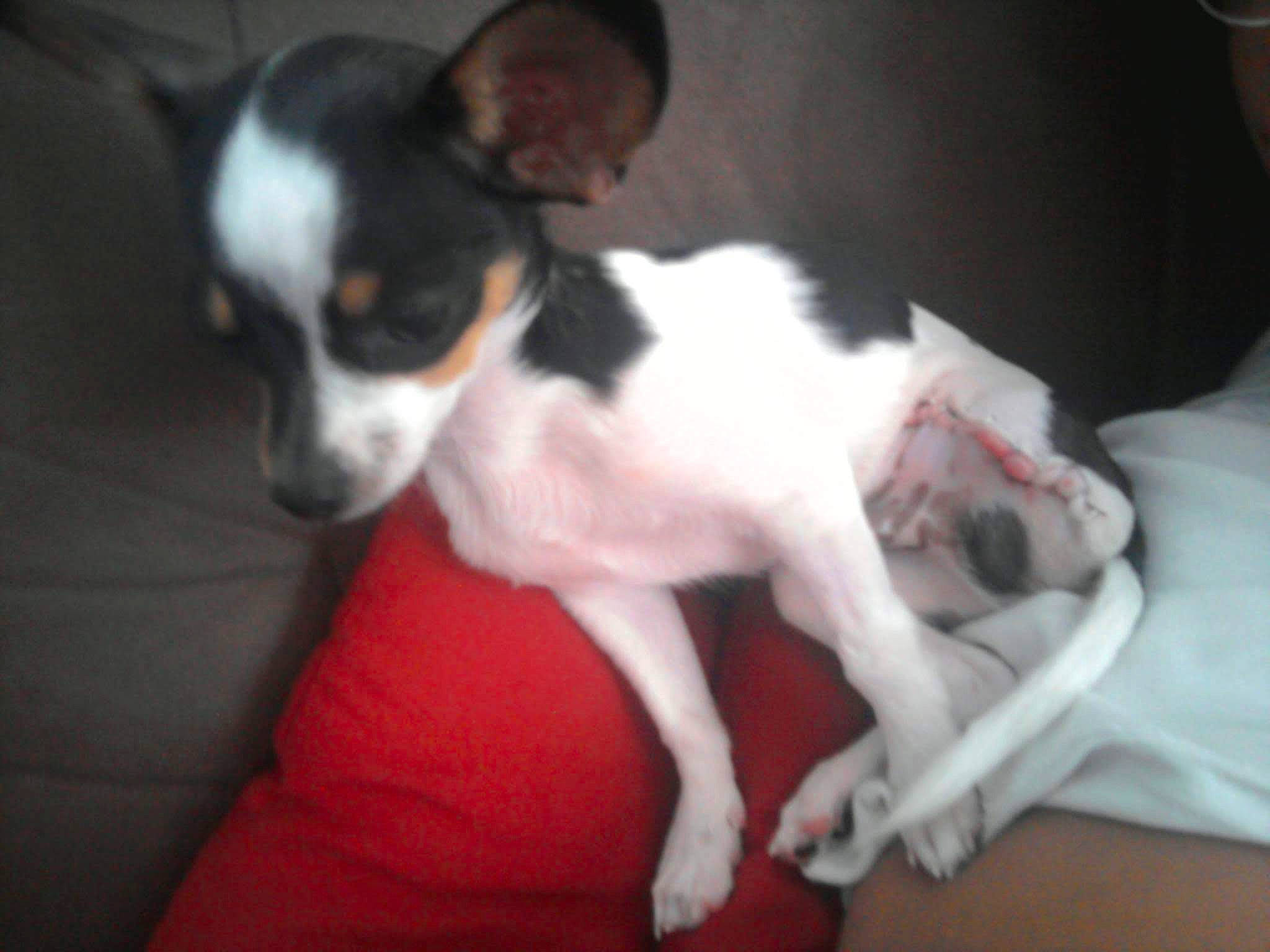 Gizmo joined the competition — help win amazing prizes! canidae, carnivore, chilean_fox_terrier, comfort, companion_dog, dog, dog_breed, ear, fawn, fur, non_sporting_group, paw, puppy, small_terrier, snout, sporting_group, terrier, toy_dog, whiskers, working_animal