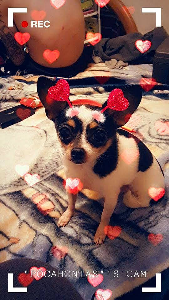 Gizmo joined the competition — help win amazing prizes! canidae, carmine, carnivore, chihuahua, companion_dog, dog, dog_breed, fawn, fur, pattern, paw, pink, red, sporting_group, stuffed_toy, terrestrial_animal, toy, toy_dog, whiskers, working_animal