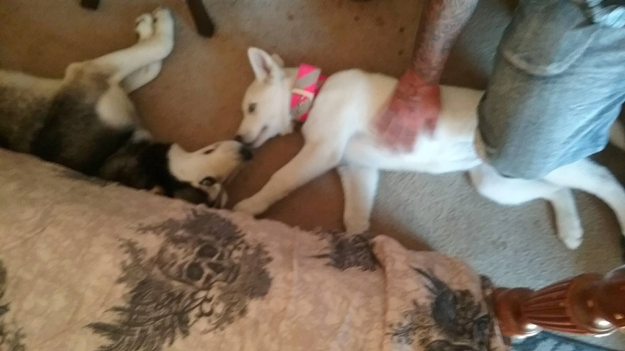 Echo joined the competition — help win amazing prizes! canidae, carnivore, comfort, companion_dog, dog, dog_breed, fawn, fur, mammal, non_sporting_group, paw, sporting_group, tail, toy_dog, working_animal