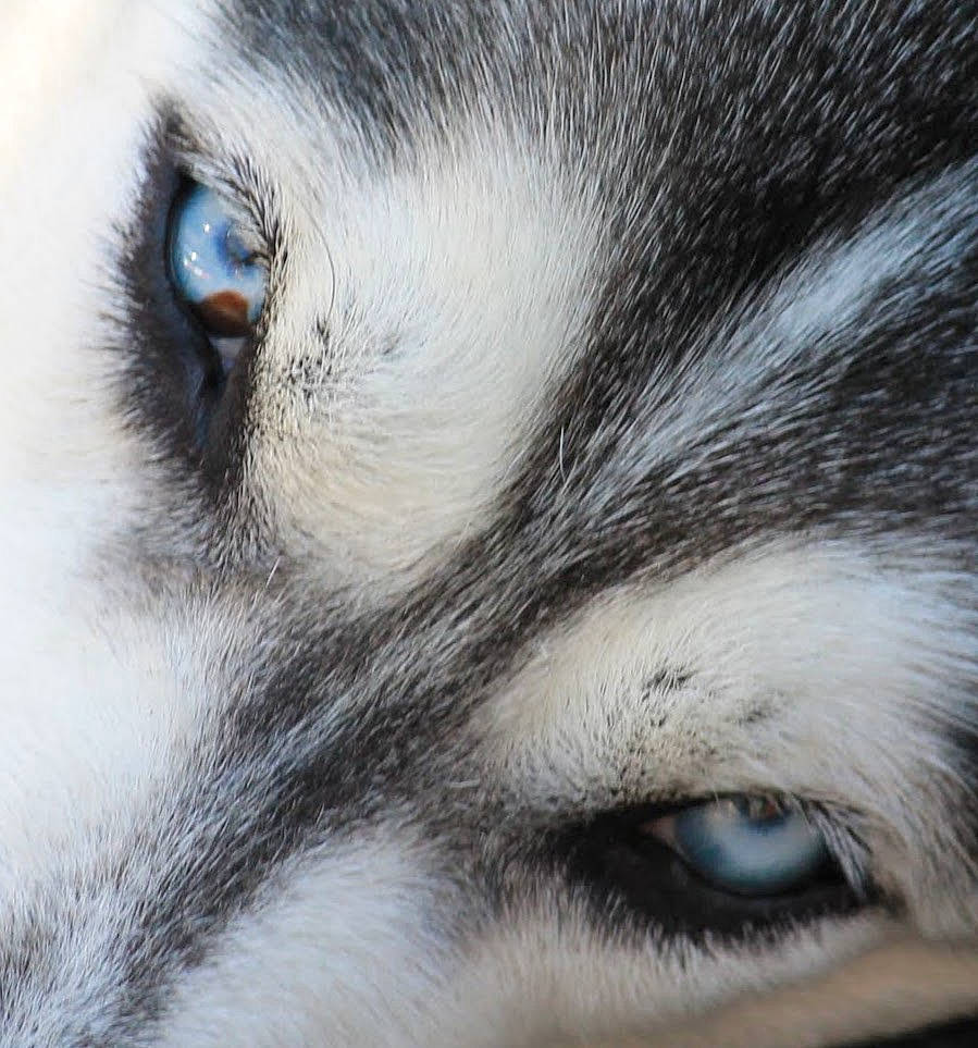 Echo is registered to the contest to win money with this photo: canidae, canis, carnivore, close_up, companion_dog, dog, dog_breed, domestic_short_haired_cat, drawing, eyelash, felidae, fur, sled_dog, small_to_medium_sized_cats, snout, sporting_group, terrestrial_animal, whiskers, wildlife, working_dog
