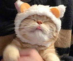 Jeffrey is registered to the contest to win money with this photo: canidae, carnivore, cat, claw, comfort, companion_dog, domestic_short_haired_cat, ear, eye, fawn, felidae, fur, happy, head, paw, small_to_medium_sized_cats, snout, tail, whiskers, wool