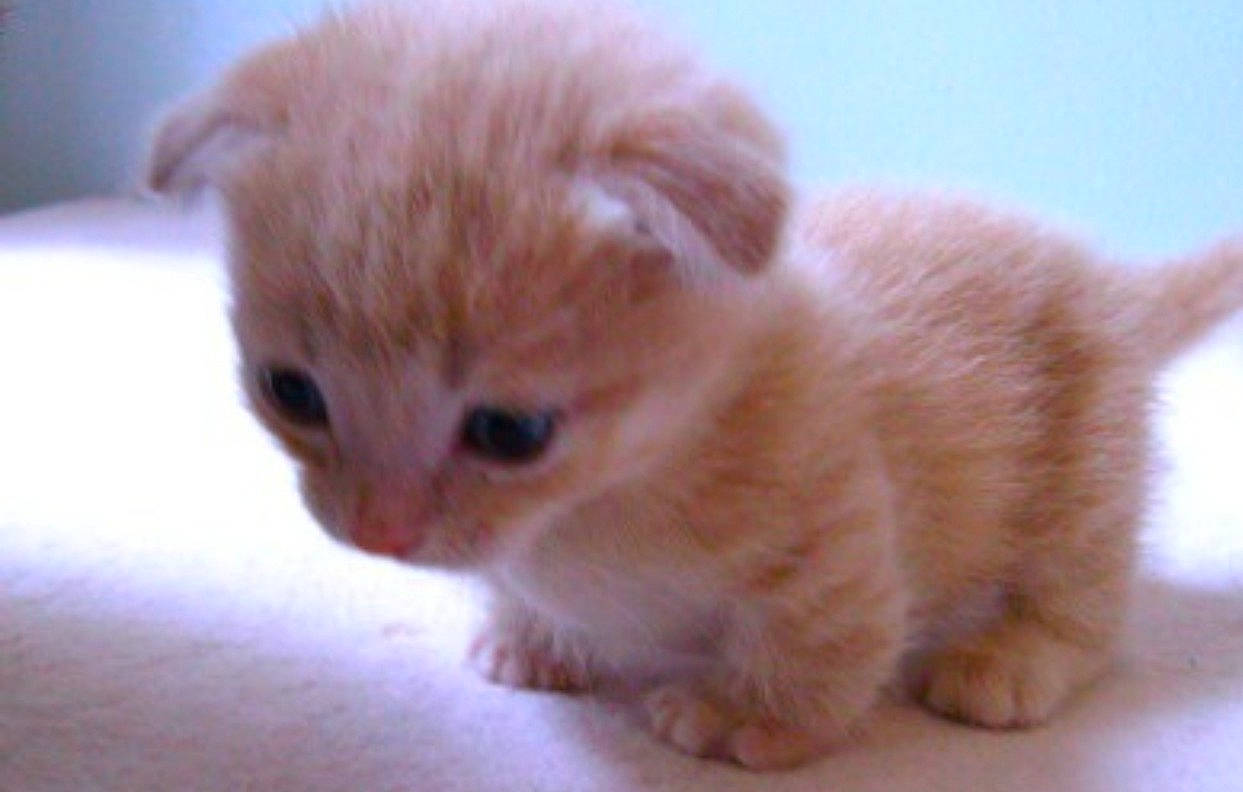 Jeffrey is registered to the contest to win money with this photo: canidae, carnivore, cat, claw, close_up, companion_dog, domestic_short_haired_cat, fawn, felidae, fur, paw, scottish_fold, small_to_medium_sized_cats, snout, tail, terrestrial_animal, whiskers, wood