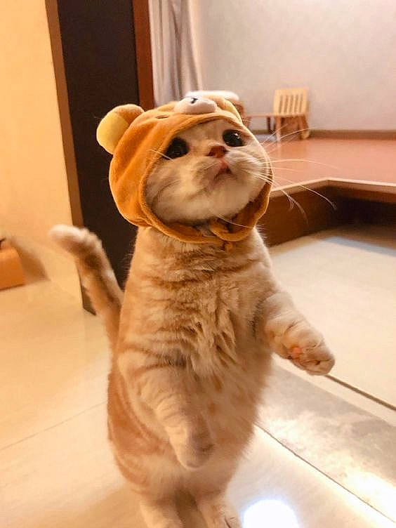 Jeffrey is registered to the contest to win money with this photo: bulldog, carnivore, comfort, companion_dog, dog, dog_breed, fawn, felidae, floor, flooring, fur, hardwood, shar_pei, snout, sporting_group, tail, whiskers, wood, working_animal, wrinkle