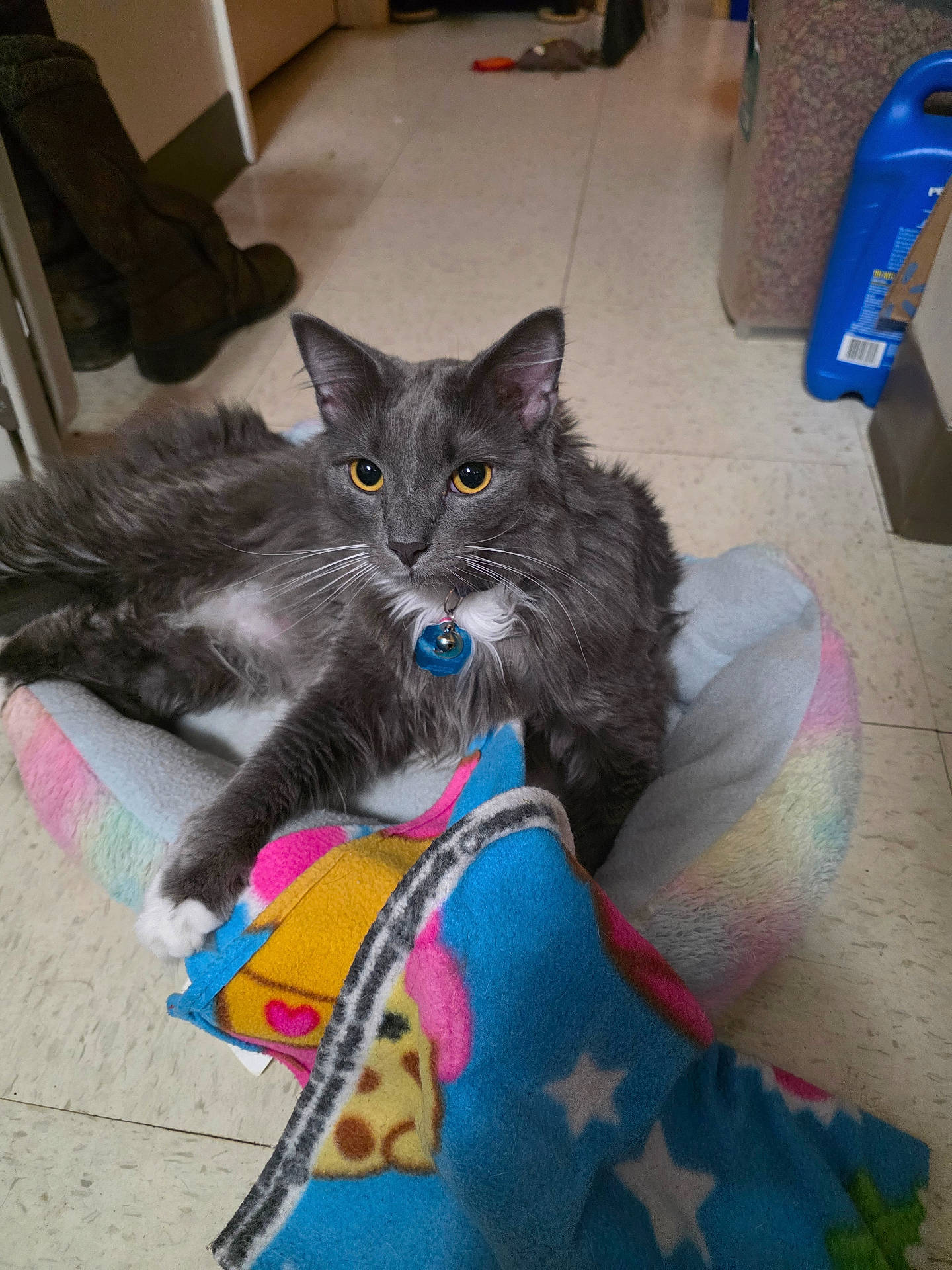bell, blanket, boots, cat, collar, colorful, container, domestic_cat, floor, fluffy_fur, gray_cat, hearts, indoor, paw, pet_bed, playful, relaxed, stars, tile_floor, yellow_eyes