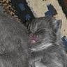 kitten, sleeping, gray_fur, fluffy, pet, cute, animal, resting, snuggling, close_up, young, mammal, domestic_cat, fur, whiskers, pink_nose, indoor, soft, peaceful, companion
