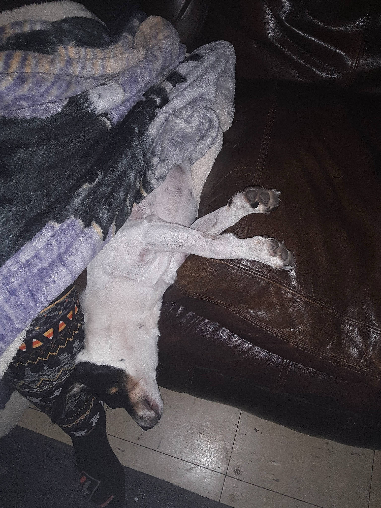 Chance is registered to the contest to win money with this photo: art, darkness, dress, eye, felidae, fictional_character, flash_photography, foot, fur, human_leg, monochrome, monochrome_photography, performance_art, religious_item, room, tail, tints_and_shades, tree, visual_arts, wing