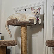 Doobie is registered to the contest to win money with this photo: cat, cat_tree, indoor, feline, pet, relaxed, cream_colored, collar, pink_tag, tail, carpeted, perched, door, furniture, animal, domestic, resting, calm, house, room