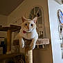 Doobie joined the competition — help win amazing prizes! cat, cat_tree, indoor, pet, feline, animal, cream_colored, red_tag, mirror, dreamcatcher, wall, furniture, relaxed, looking_at_camera, cozy, home, paws, perched, cute, domestic