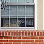 Doobie is registered to the contest to win money with this photo: cat, window, blinds, curtains, bars, brick_wall, indoor, pet, animal, feline, resting, curious, two_cats, cream_cat, black_cat, glass, home, daylight, looking, domestic