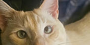 Doobie joined the competition — help win amazing prizes! cat, cream_colored, close_up, pet, animal, whiskers, ears, face, eyes, pink_nose, feline, indoor, blurred_background, soft_light, curious_expression, fur, mammal, domestic_animal, portrait, cozy