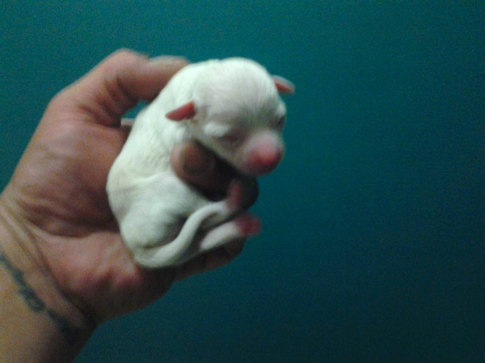 Little Butt is registered to the contest to win money with this photo: art, felidae, figurine, finger, fish, flesh, gesture, hand, jaw, nail, paw, small_to_medium_sized_cats, snout, tail, thumb