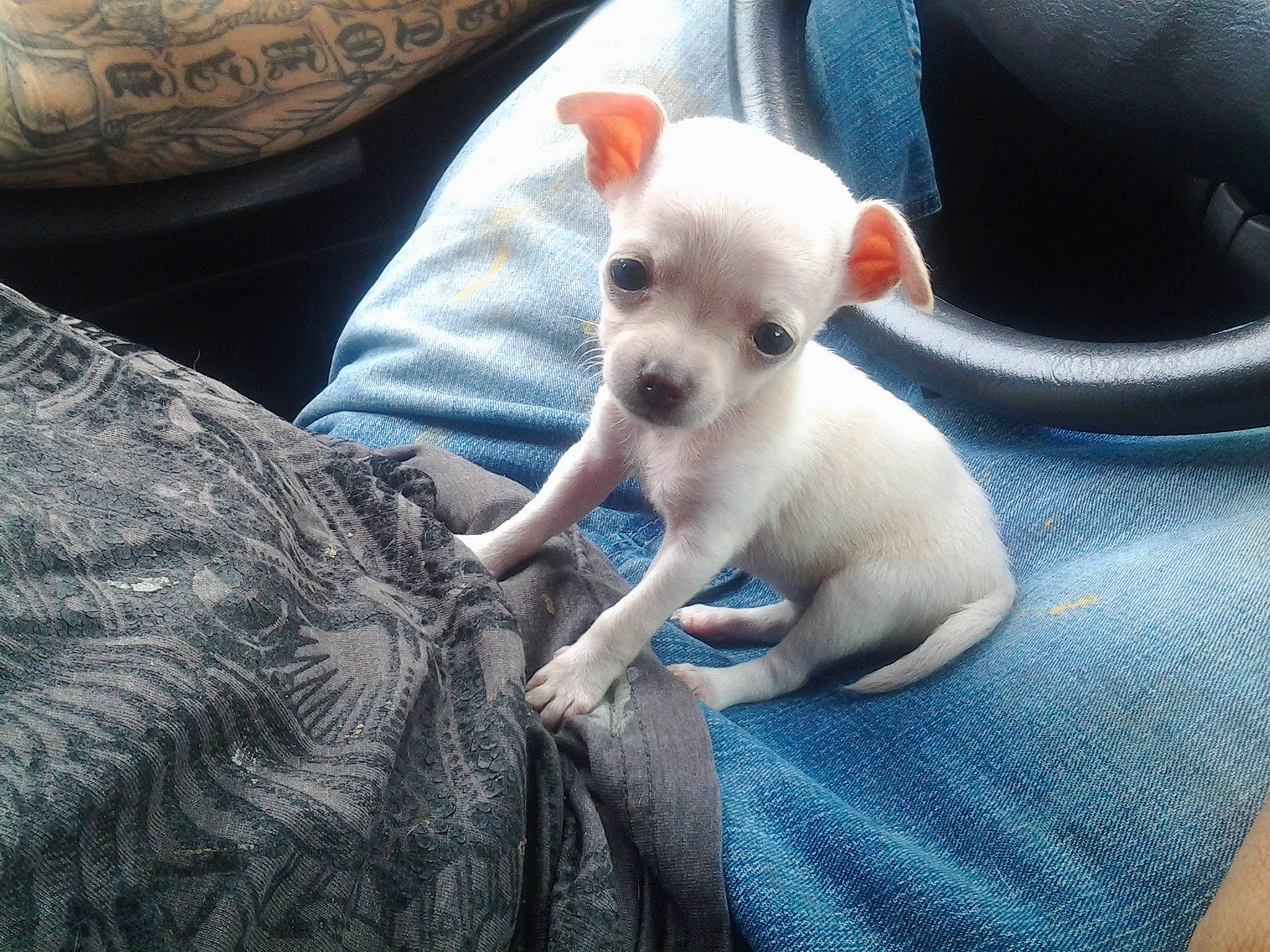 Little Butt joined the competition — help win amazing prizes! canidae, carnivore, comfort, companion_dog, corgi_chihuahua, dog, dog_breed, ear, eye, fawn, fur, non_sporting_group, paw, puppy, snout, sporting_group, terrestrial_animal, toy_dog, whiskers, working_animal