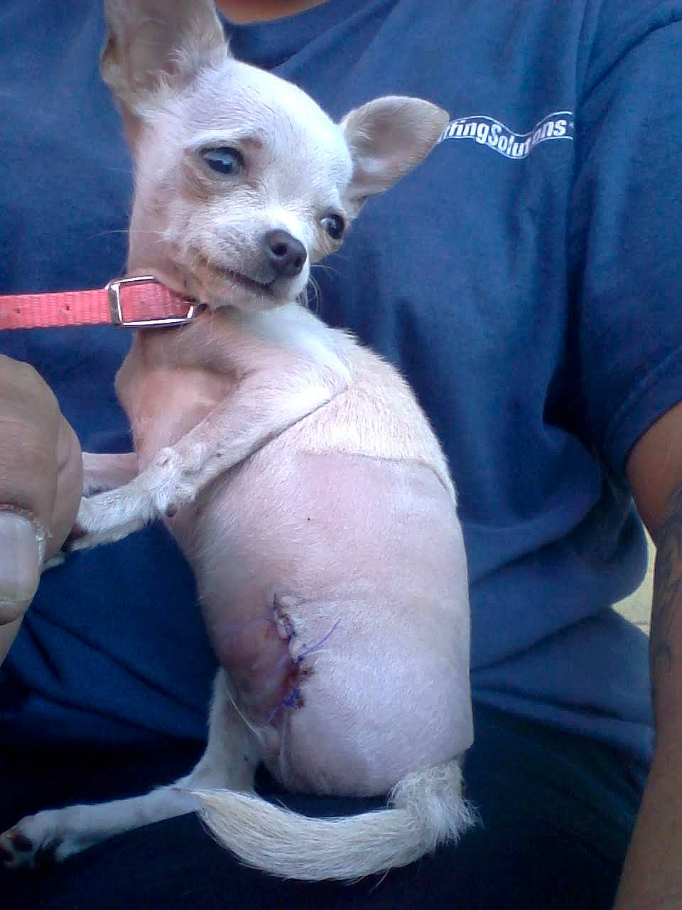 Little Butt joined the competition — help win amazing prizes! canidae, carnivore, chihuahua, collar, comfort, companion_dog, dog, dog_breed, dog_supply, elbow, electric_blue, fawn, sleeve, snout, sporting_group, tail, terrestrial_animal, toy_dog, whiskers, working_animal