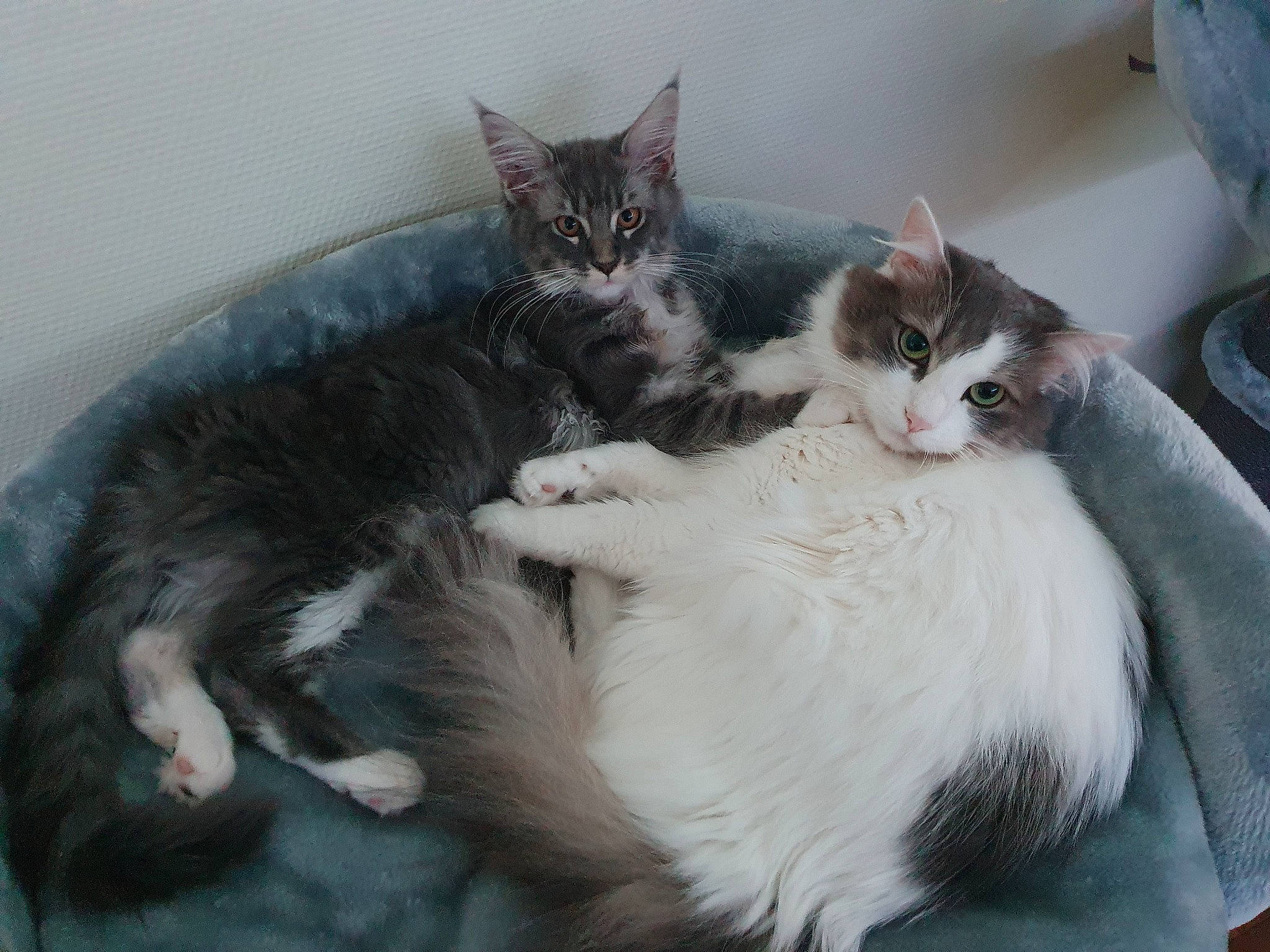 Shelly a rejoint le concours — aidez-le/la à gagner de superbes lots ! carnivore, cat, cat_bed, claw, comfort, domestic_short_haired_cat, felidae, fur, grey, paw, small_to_medium_sized_cats, tail, whiskers