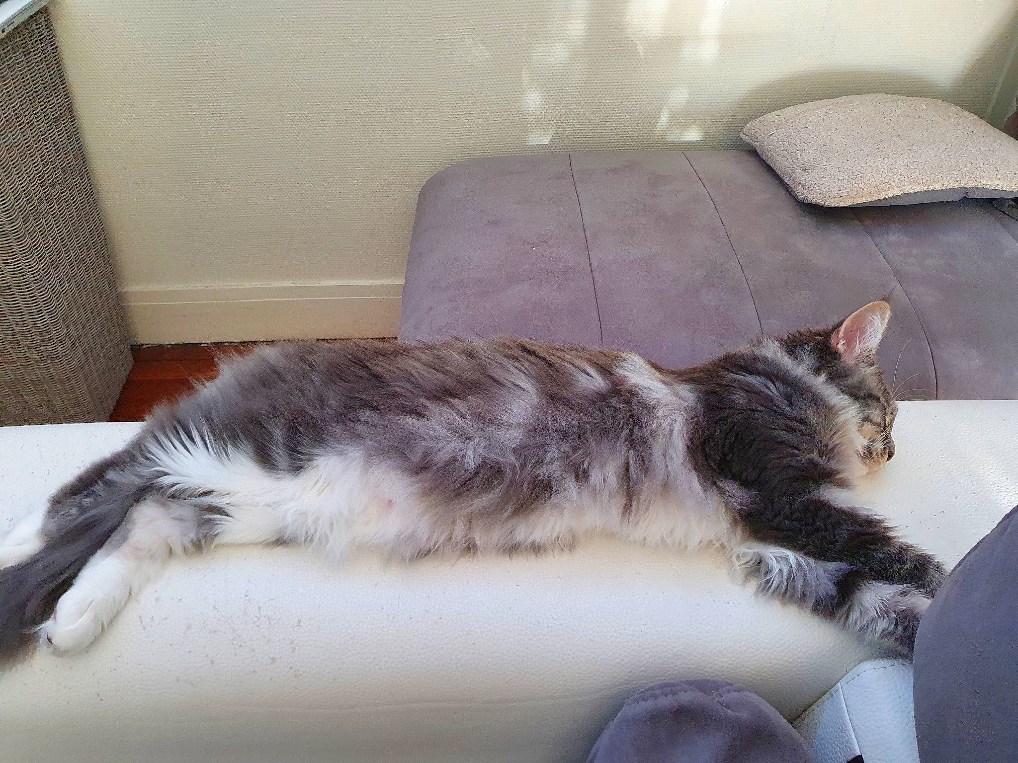 Shelly participe au concours pour gagner de l'argent avec cette photo : carnivore, cat, claw, comfort, domestic_short_haired_cat, felidae, flooring, fur, grey, hardwood, hat, metal, nap, paw, room, small_to_medium_sized_cats, snout, tail, whiskers, window