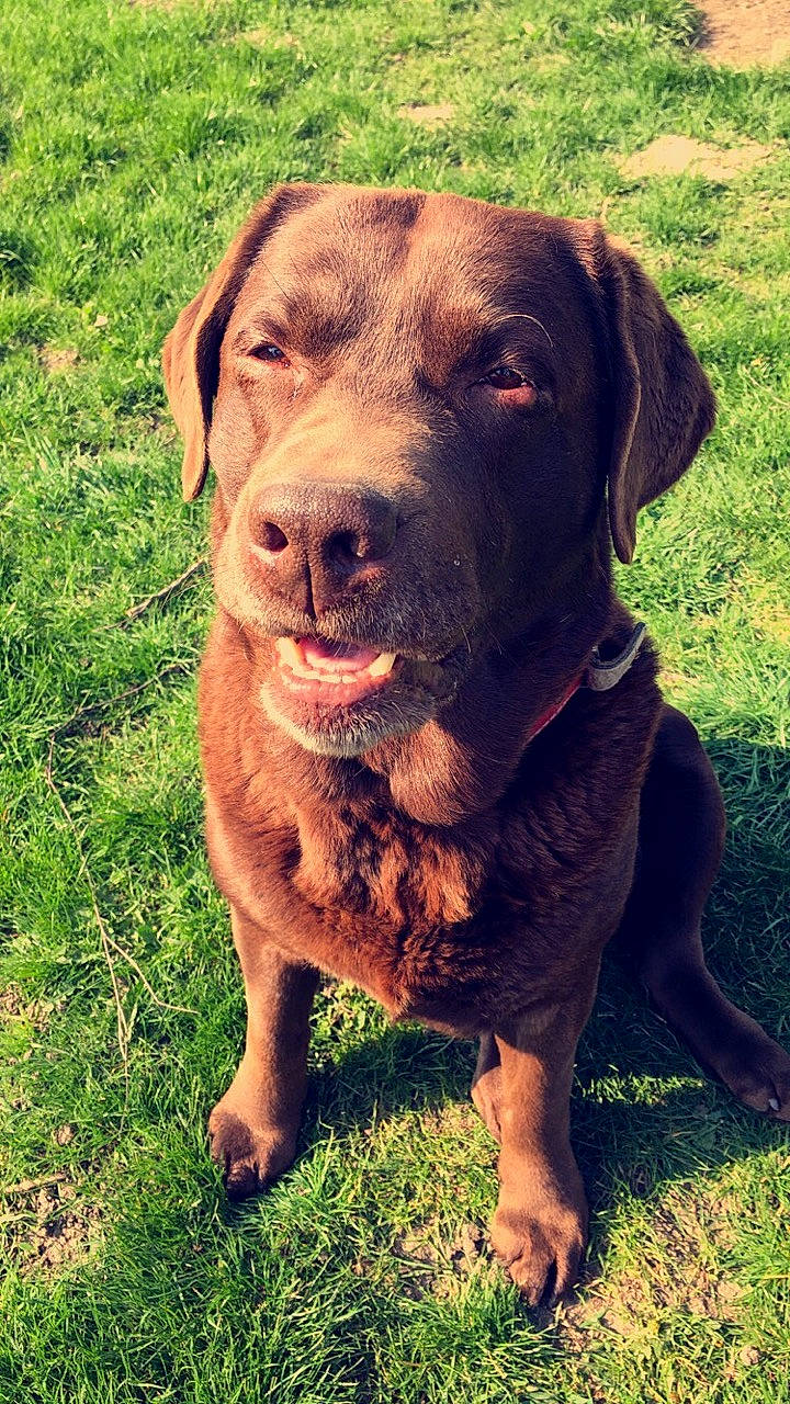 Gaby participe au concours pour gagner de l'argent avec cette photo : broholmer, canidae, carnivore, chesapeake_bay_retriever, dog, dog_breed, grass, hunting_dog, labrador_retriever, mammal, retriever, snout, sporting_group, vertebrate