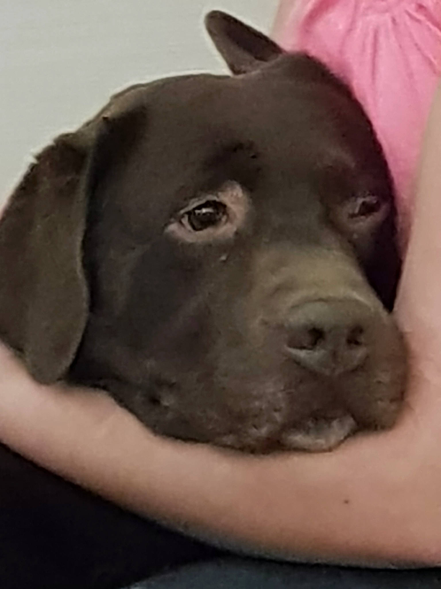 Gaby participe au concours pour gagner de l'argent avec cette photo : beagador, canidae, carnivore, dog, dog_breed, labrador_retriever, mammal, nose, puppy, retriever, snout, sporting_group