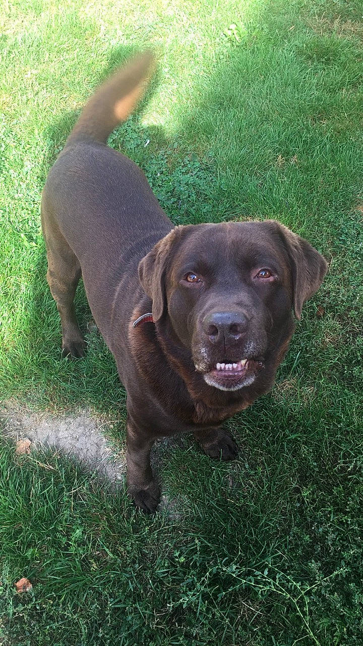 Gaby a rejoint le concours — aidez-le/la à gagner de superbes lots ! beagador, canidae, carnivore, dog, dog_breed, fawn, grass, gun_dog, hunting_dog, labrador_retriever, liver, mammal, patterdale_terrier, pointing_breed, rare_breed_dog, retriever, snout, sporting_group, vertebrate