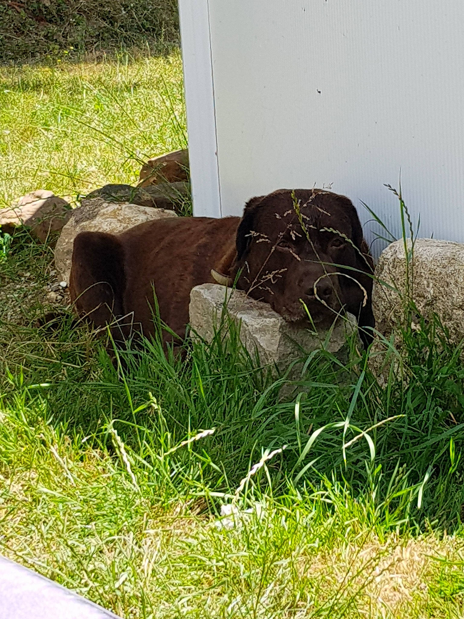 Gaby participe au concours pour gagner de l'argent avec cette photo : bovine, fawn, foal, fodder, grass, grass_family, liver, pasture, plant, sporting_group