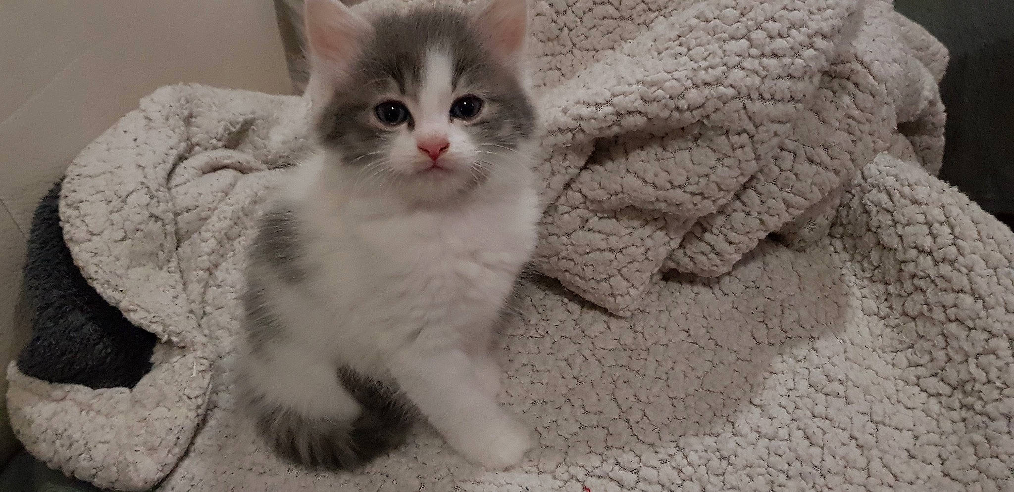 Kiara a rejoint le concours — aidez-le/la à gagner de superbes lots ! aegean_cat, asian_semi_longhair, british_longhair, british_semi_longhair, carnivore, cat, domestic_long_haired_cat, domestic_short_haired_cat, eye, felidae, kitten, mammal, norwegian_forest_cat, ojos_azules, ragamuffin, ragdoll, siberian, small_to_medium_sized_cats, vertebrate, whiskers