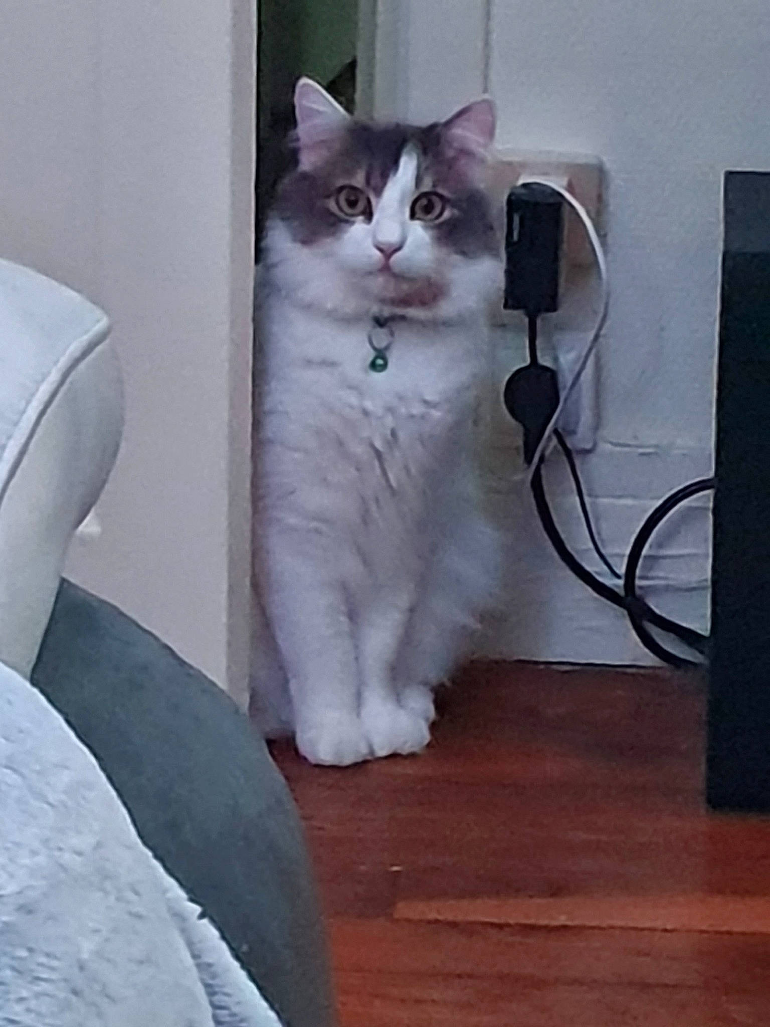 Kiara participe au concours pour gagner de l'argent avec cette photo : british_semi_longhair, carnivore, cat, domestic_long_haired_cat, domestic_short_haired_cat, felidae, mammal, small_to_medium_sized_cats, tail, whiskers