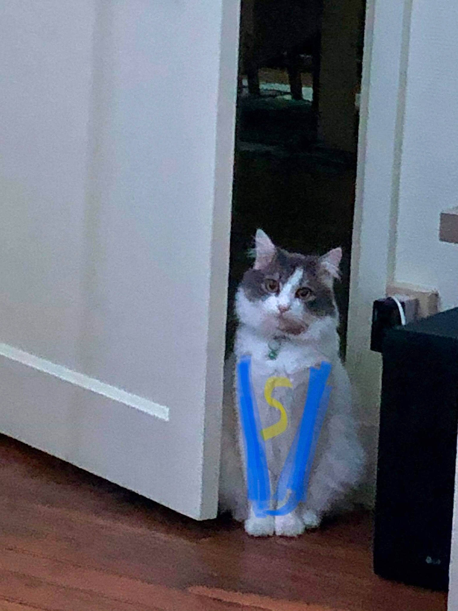 Kiara participe au concours pour gagner de l'argent avec cette photo : aegean_cat, carnivore, cat, domestic_short_haired_cat, door, european_shorthair, felidae, kitten, polydactyl_cat, small_to_medium_sized_cats, turkish_van, whiskers, window