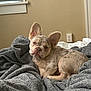 Mohamed joined the competition — help win amazing prizes! french_bulldog, puppy, dog, blanket, gray_blanket, indoor, window, curious_expression, ears_up, beige_wall, cozy, pet, cute, small_dog, lying_down, domestic_animal, resting, fur, snout, canine