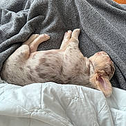Mohamed joined the competition — help win amazing prizes! puppy, dog, sleeping, blanket, quilt, indoor, cozy, pet, fur, cute, resting, small_dog, floor, wooden_floor, animal, comfort, relaxation, peaceful, laying_down, soft_texture