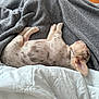 puppy, dog, sleeping, blanket, quilt, indoor, cozy, pet, fur, cute, resting, small_dog, floor, wooden_floor, animal, comfort, relaxation, peaceful, laying_down, soft_texture