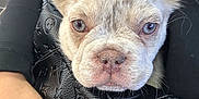 Mohamed is registered to the contest to win money with this photo: puppy, dog, blue_eyes, close_up, pet, hand, bag, leather, designer_bag, texture, fur, ears, snout, whiskers, indoor, person, holding, cute, expression, animal