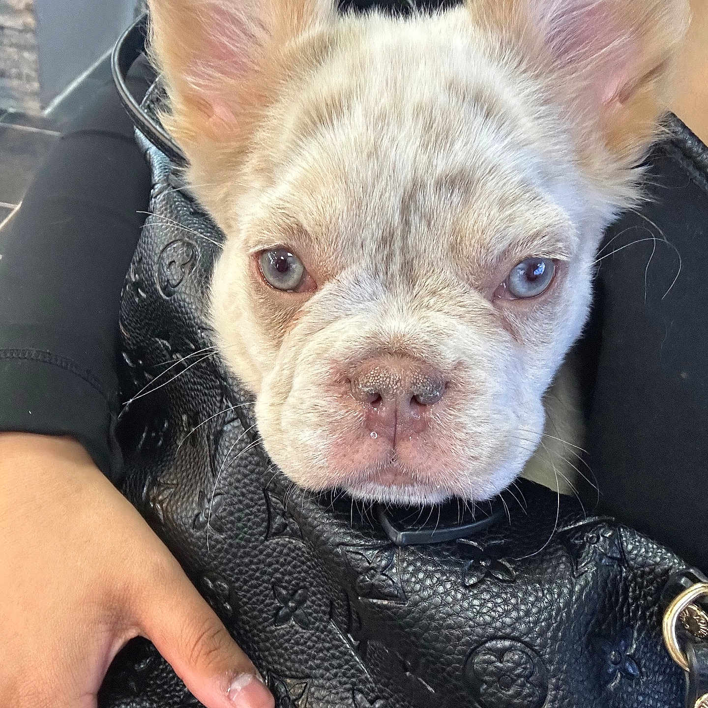 Mohamed is registered to the contest to win money with this photo: animal, bag, blue_eyes, close_up, cute, designer_bag, dog, ears, expression, fur, hand, holding, indoor, leather, person, pet, puppy, snout, texture, whiskers