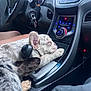 Mohamed joined the competition — help win amazing prizes! dog, puppy, sleeping, car_interior, gear_shift, dashboard, keys, steering_wheel, seat, front_seat, resting, close_up, animal, pet, cozy, cute, companion, travel, interior, vehicle