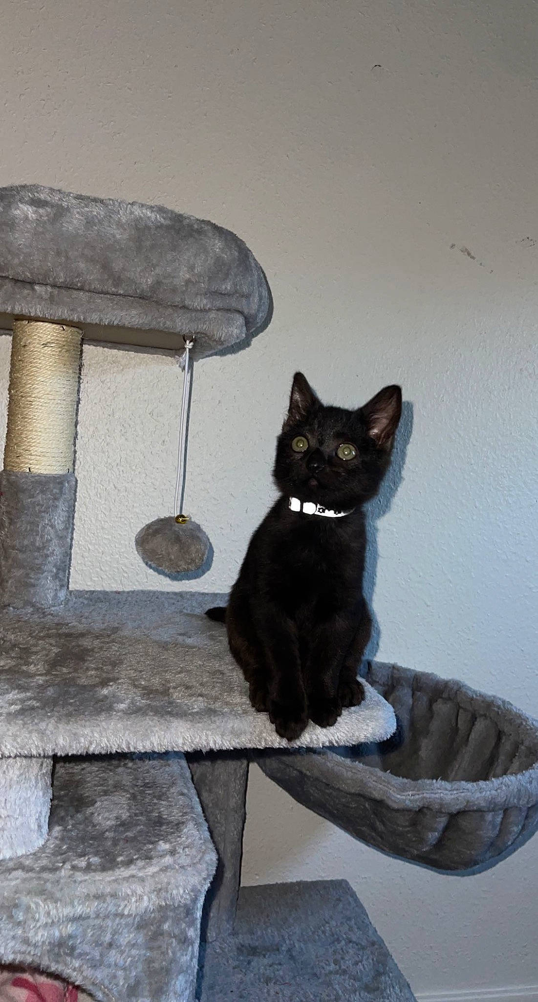 Sosa a rejoint le concours — aidez-le/la à gagner de superbes lots ! art, black_cat, bombay, carnivore, cat, cat_furniture, domestic_short_haired_cat, felidae, fur, grey, pet_supply, sculpture, sitting, small_to_medium_sized_cats, snout, tail, tree, whiskers, window, wood