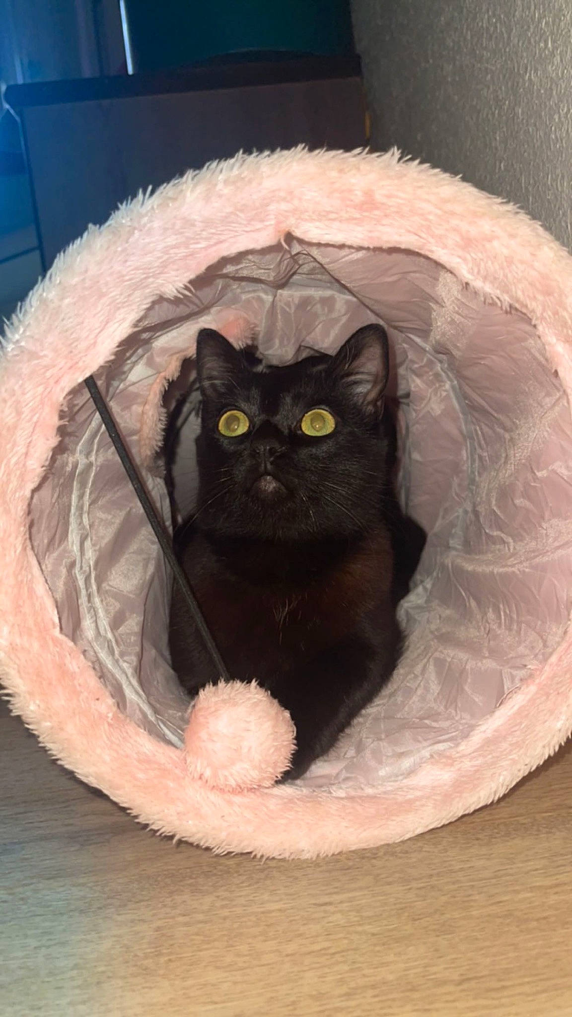 Sosa a rejoint le concours — aidez-le/la à gagner de superbes lots ! automotive_tire, ball, bean_bag, black_cat, carnivore, cat, cat_bed, cat_supply, circle, comfort, domestic_short_haired_cat, fawn, felidae, fur, pet_supply, small_to_medium_sized_cats, snout, tail, whiskers, window