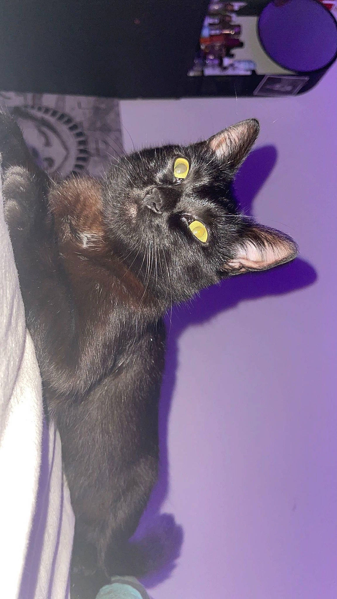 Sosa a rejoint le concours — aidez-le/la à gagner de superbes lots ! black_cat, cat, claw, dog_breed, ear, electric_blue, eye, felidae, fur, gesture, head, human_body, iris, liver, plant, purple, snout, whiskers, wildlife, working_animal