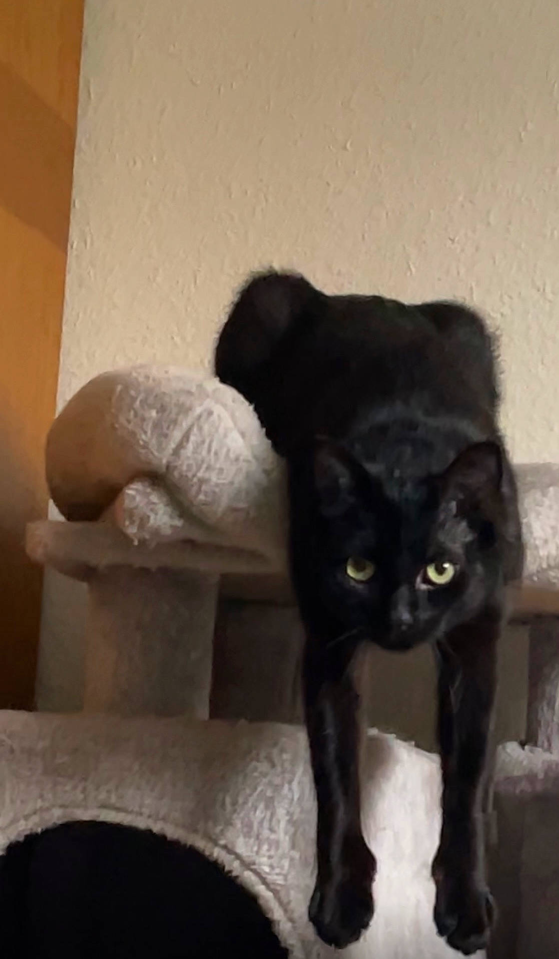 Sosa a rejoint le concours — aidez-le/la à gagner de superbes lots ! black_cat, bombay, carnivore, cat, cat_supply, claw, domestic_short_haired_cat, felidae, fur, pet_supply, sculpture, small_to_medium_sized_cats, snout, tail, terrestrial_animal, whiskers