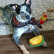 Mister joined the competition — help win amazing prizes! dog, toy, bandana, plush_toy, floor, rug, indoor, pet, animal, playful, brown_floor, patterned_rug, ears_up, looking_at_camera, lying_down, colorful_toys, canine, domestic_animal, cute, pet_accessory