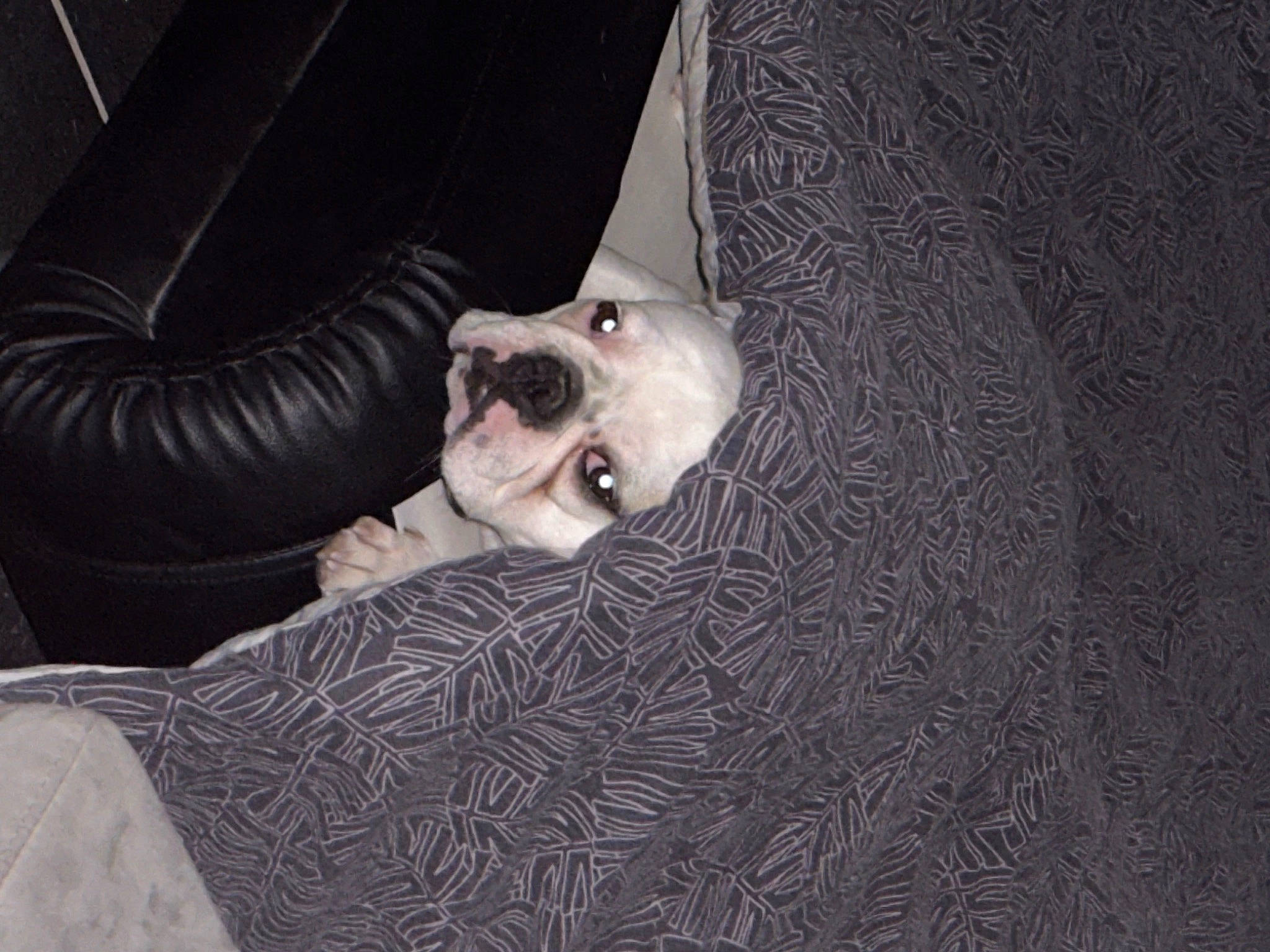 Cookies a rejoint le concours — aidez-le/la à gagner de superbes lots ! bone, canidae, carnivore, comfort, companion_dog, darkness, dog, dog_breed, fawn, flash_photography, foot, fur, grey, guard_dog, non_sporting_group, sitting, smile, snout, sporting_group, whiskers