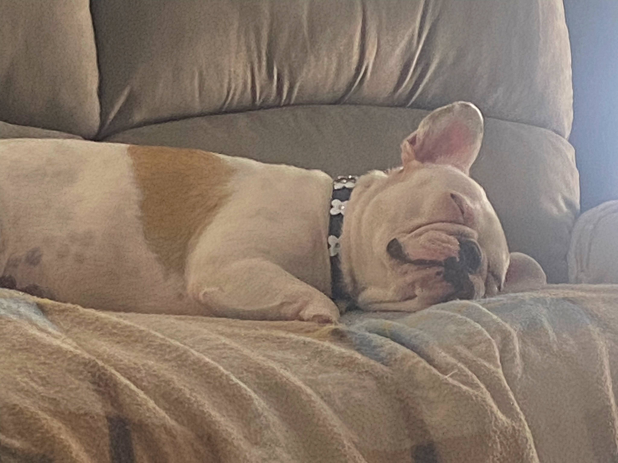 Cookies participe au concours pour gagner de l'argent avec cette photo : bedding, beige, bulldog, carnivore, comfort, companion_dog, couch, dog, dog_breed, dog_supply, fawn, flooring, furniture, grey, linens, sporting_group, toy_dog, wood, working_animal, wrinkle