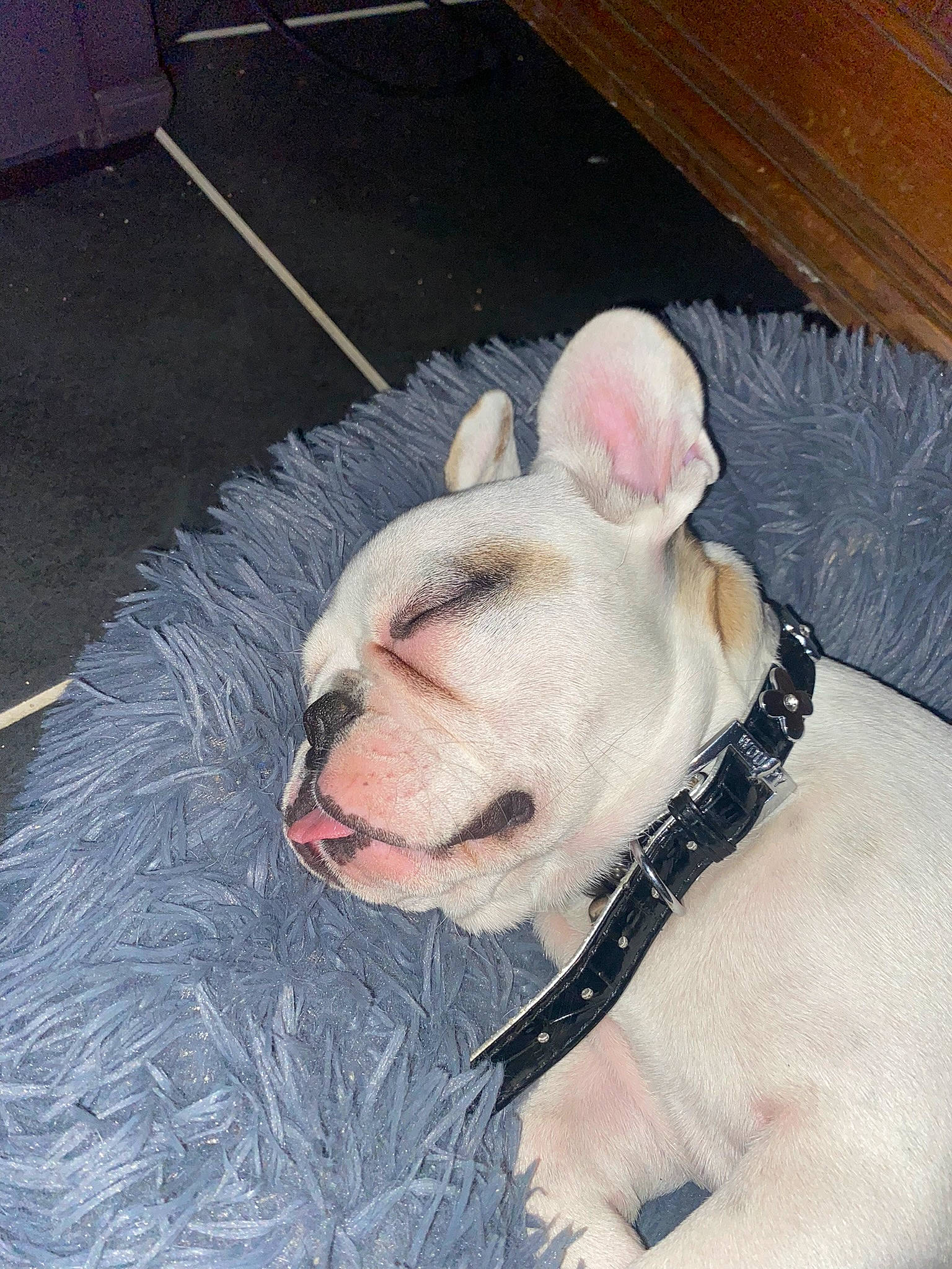 Cookies a rejoint le concours — aidez-le/la à gagner de superbes lots ! bull_terrier, carnivore, collar, companion_dog, dog, dog_breed, dog_supply, domestic_pig, eye, fawn, fur, livestock, pet_supply, snout, sporting_group, suidae, tail, terrestrial_animal, whiskers, working_animal