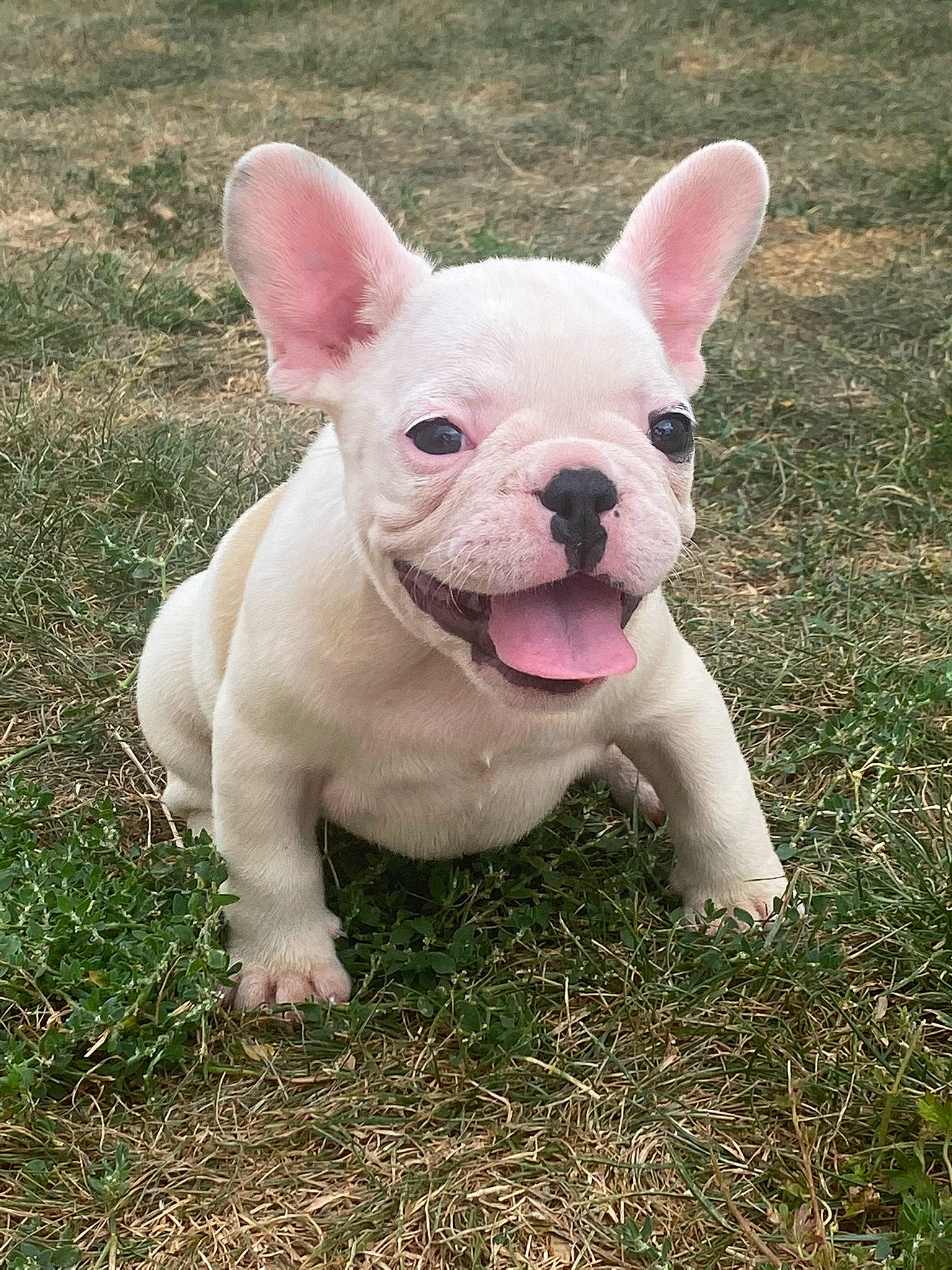 Cookies participe au concours pour gagner de l'argent avec cette photo : bulldog, canidae, carnivore, companion_dog, dog, dog_breed, ear, eye, fawn, fur, grass, head, non_sporting_group, snout, tail, terrestrial_animal, whiskers, working_animal