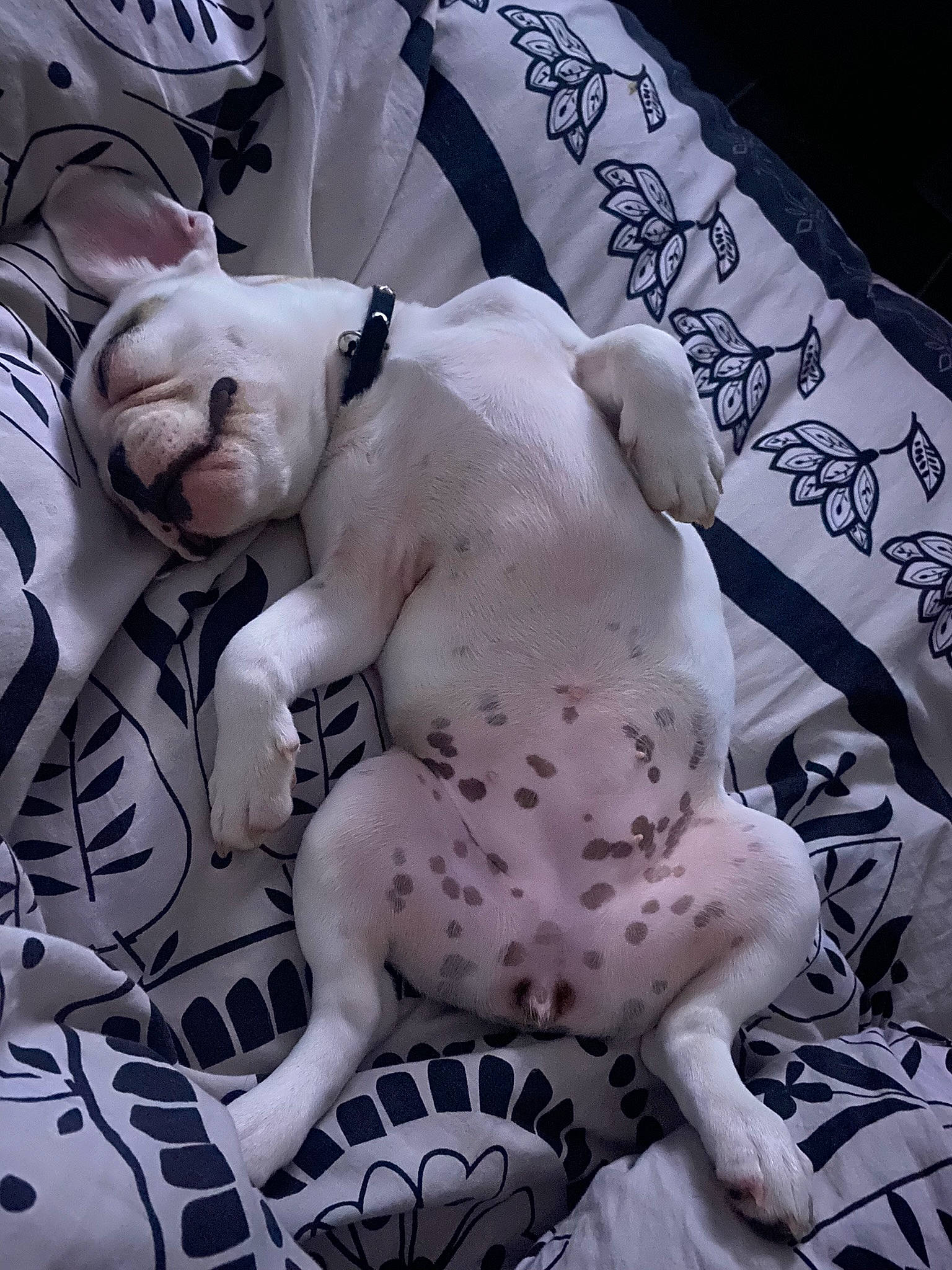 Cookies a rejoint le concours — aidez-le/la à gagner de superbes lots ! bulldog, carnivore, collar, comfort, companion_dog, dog, dog_breed, dog_collar, dog_supply, fawn, grey, pattern, pet_supply, snout, sporting_group, terrestrial_animal, toy_dog, white, white_english_bulldog, working_animal