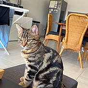 Skye participe au concours pour gagner de l'argent avec cette photo : animal, architecture, building, cat, chair, couch, diningroom, diningtable, furniture, hardwood, indoors, interiordesign, livingroom, person, pet, plant, pottedplant, room, table, wood