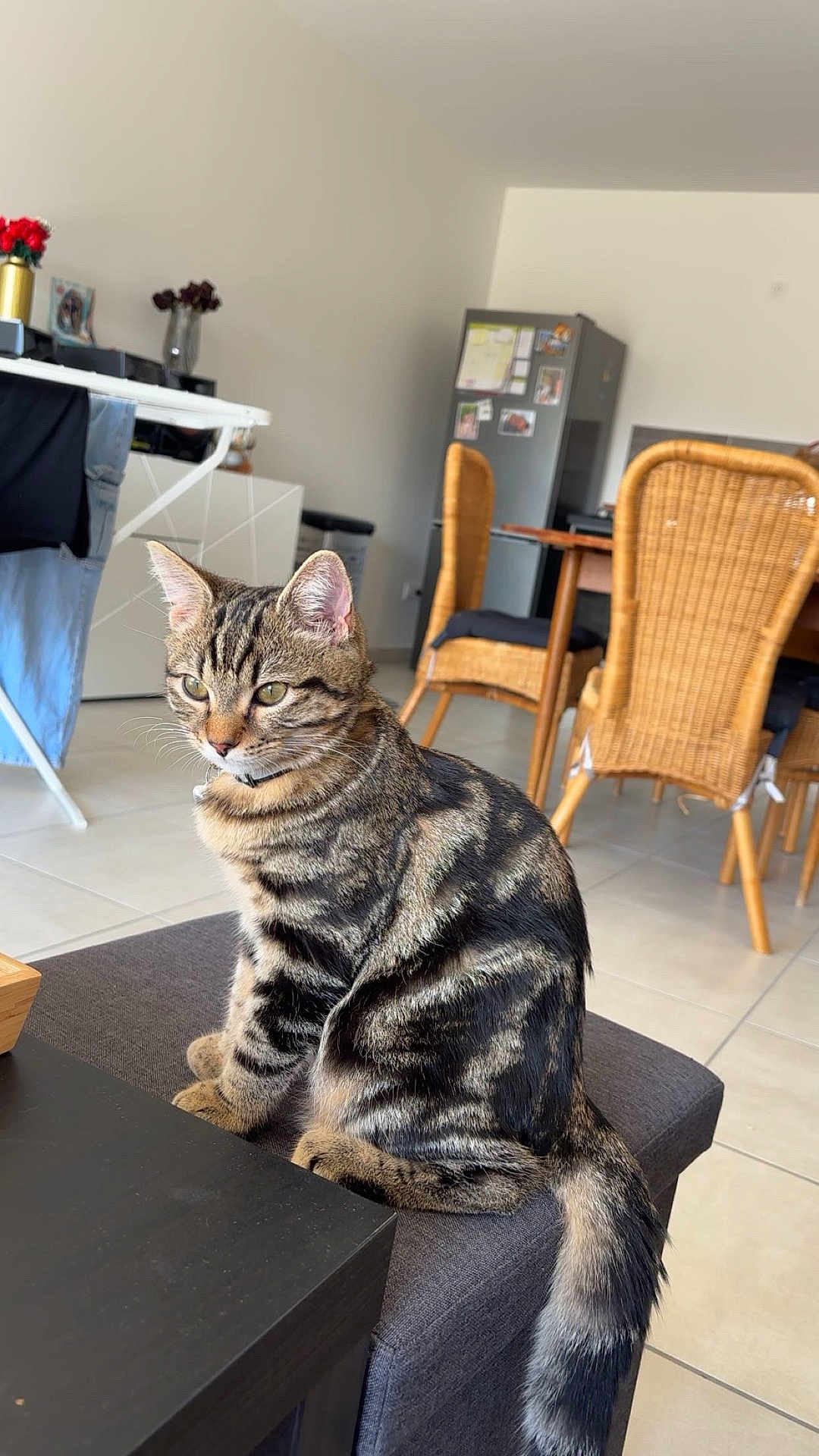 Skye participe au concours pour gagner de l'argent avec cette photo : animal, architecture, building, cat, chair, couch, diningroom, diningtable, furniture, hardwood, indoors, interiordesign, livingroom, person, pet, plant, pottedplant, room, table, wood