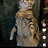 cat, tabby_cat, standing, upright, furry, whiskers, striped_fur, pet, animal, portrait, indoors, dark_background, wall, carpet, alert, curious, looking_up, front_view, social_media, screenshot