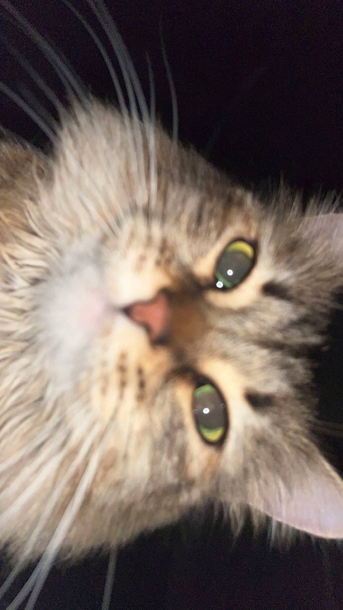 Leia joined the competition — help win amazing prizes! carnivore, cat, close_up, domestic_short_haired_cat, ear, eye, felidae, fur, iris, macro_photography, plant, small_to_medium_sized_cats, snout, terrestrial_animal, whiskers, wildlife