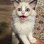 Mika joined the competition — help win amazing prizes! kitten, cat, blue_eyes, fluffy, pet, indoor, close_up, paw, human_leg, wood_floor, rug, cute, animal, feline, whiskers, happy, playful, young, domestic_cat, looking_up