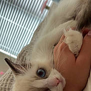 Mika is registered to the contest to win money with this photo: kitten, cat, blue_eyes, fluffy, pet, hand, playing, closeup, indoor, cute, animal, feline, whiskers, light, soft, bed, blanket, person, paw, cozy