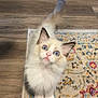 Mika is registered to the contest to win money with this photo: kitten, cat, blue_eyes, fluffy, curious, looking_up, indoor, rug, patterned_rug, wooden_floor, pet, animal, small, cute, whiskers, ears, tail, feline, domestic_cat, young