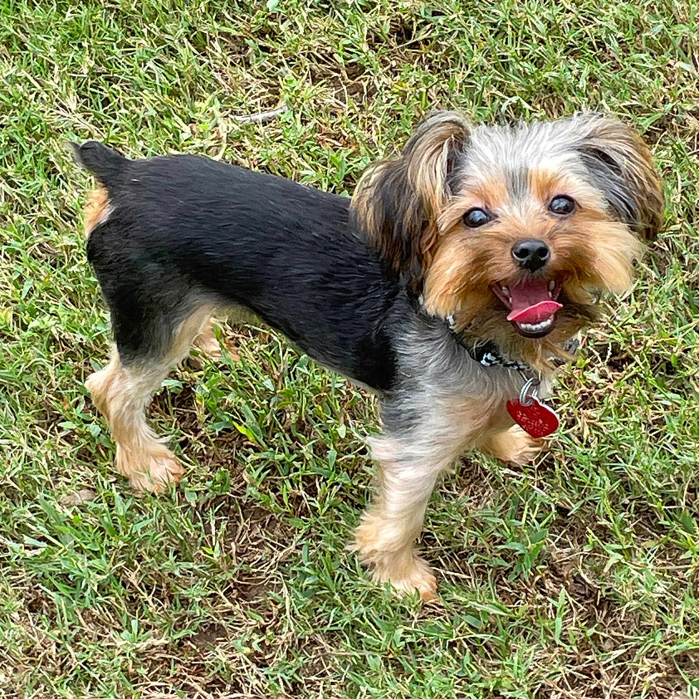 Trouble is registered to the contest to win money with this photo: accessories, affenpinscher, animal, ball, canine, dog, field, football, grass, grassland, lawn, pet, plant, puppy, soccer, soccerball, sport, strap, terrier, vegetation